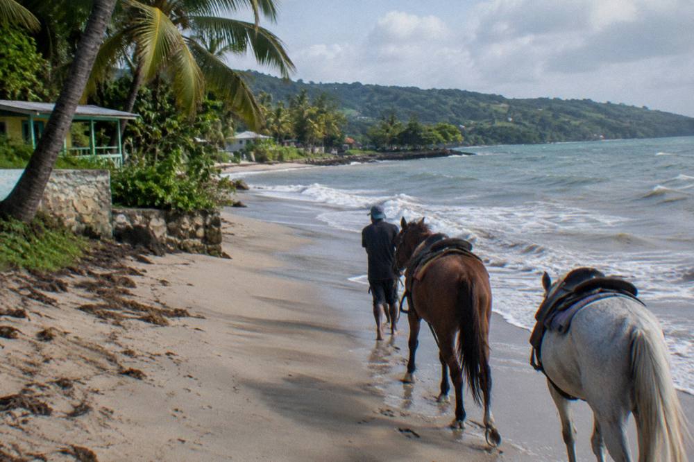 Guide leading two saddled horses along wet beach sand at the water's edge, palms behind