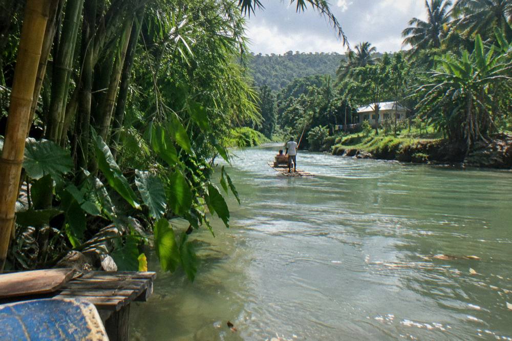 Tall bamboo and broad leaves framing a wide view of a slow green river at midday