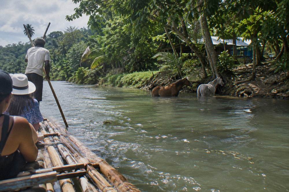Two horses standing in shallow river water beside a guide in a tropical landscape